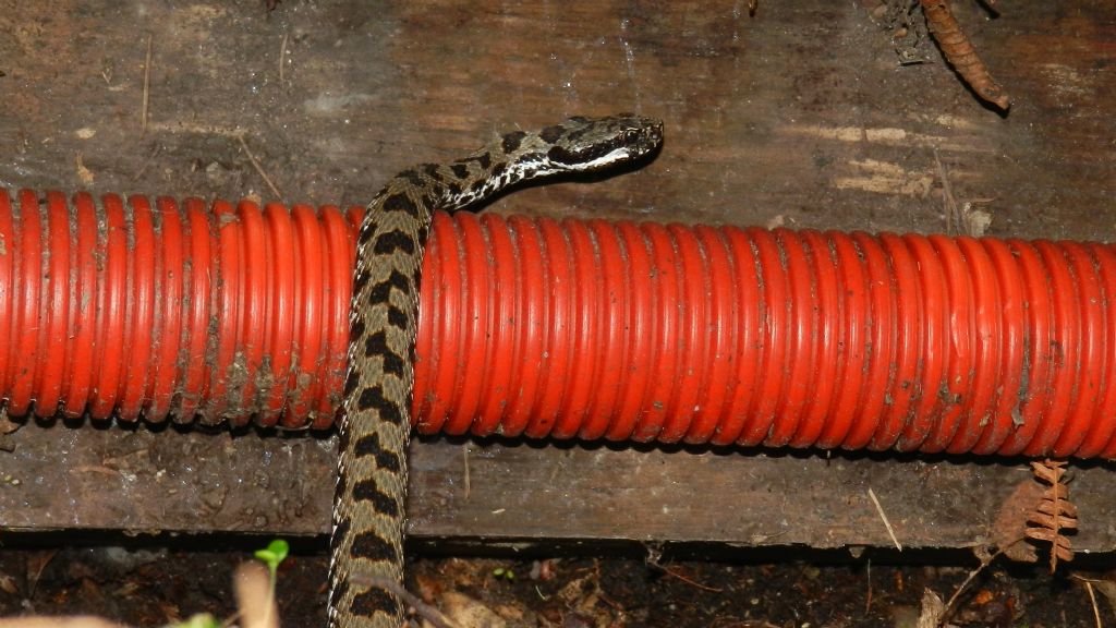 Vipera aspis francisciredi